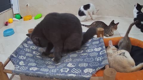 Cute cats funny cats 11