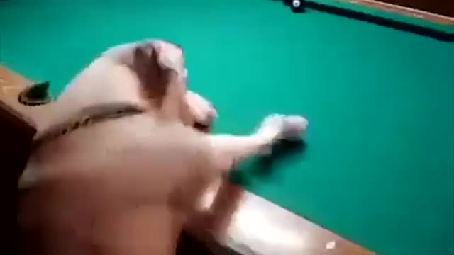 🐶 Playing PoolBiljart With A Real Smart Dog 🎱