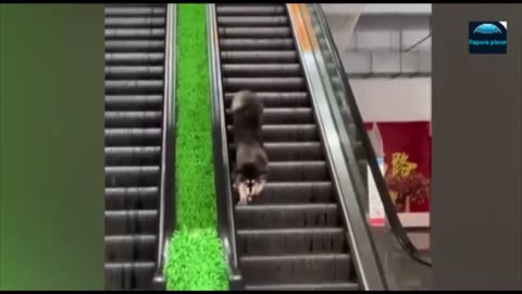 Funniest Animals 2023 😂 Funny Dogs and Cats