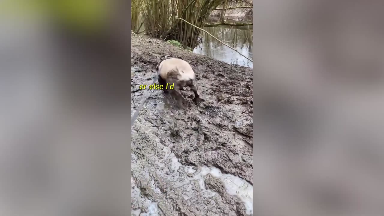 Funniest Animal Voiceover Compilation