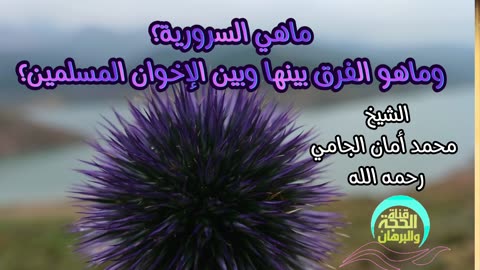 ماهي السرورية؟ وماهو الفرق بينها وبين الإخوان المسلمين؟ الشيخ محمد أمان الجامي رحمه الله.