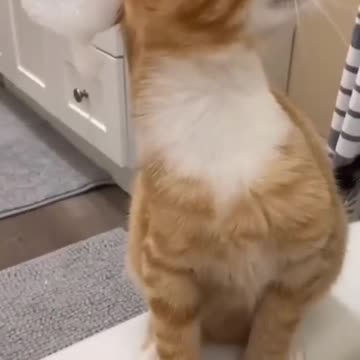 Fun with cat 😅 #tranding #viral #pet #viralpet