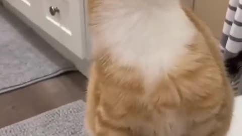 Fun with cat 😅 #tranding #viral #pet #viralpet
