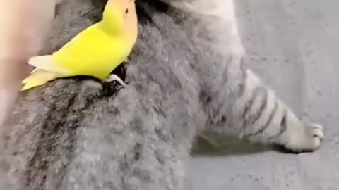 Funny Animal Video!!