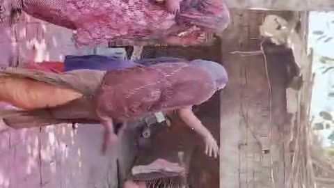 Holi festival 2024