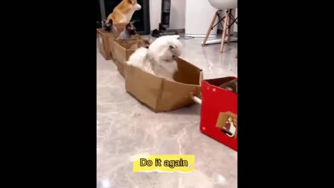 New Funny Animals 😂 Funniest Cats and Dogs Videos 😺🐶