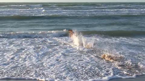 Shepherd dog, a good swimmer!!!!!!!!