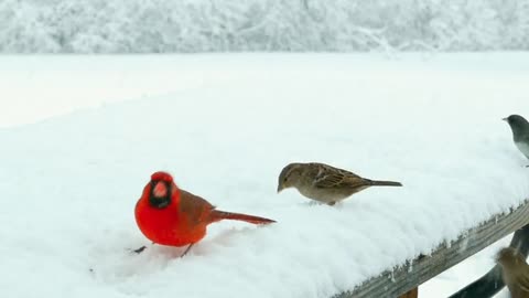 Red Bird