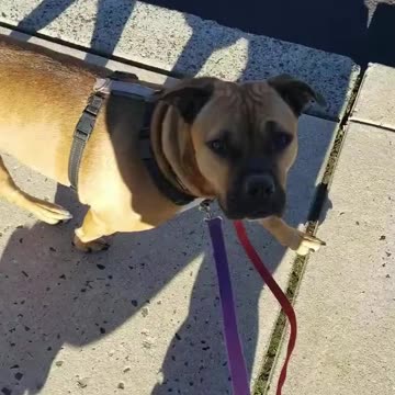 Maizie and the Heel cue