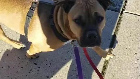 Maizie and the Heel cue