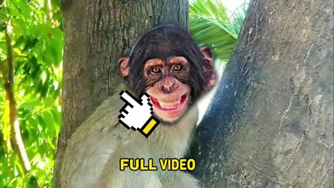 Funny video monkey 2023 cute cute ,Funny animals