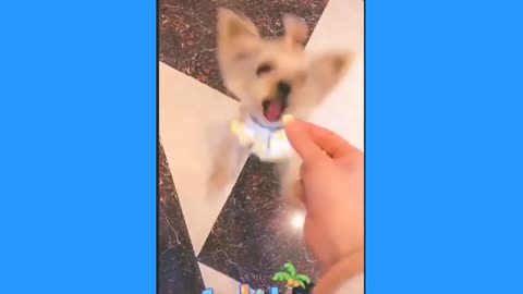 Cute pets, cute life, these little cute daily funny and cute