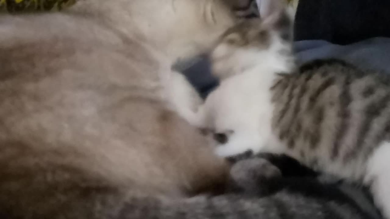 Persian bathing Button