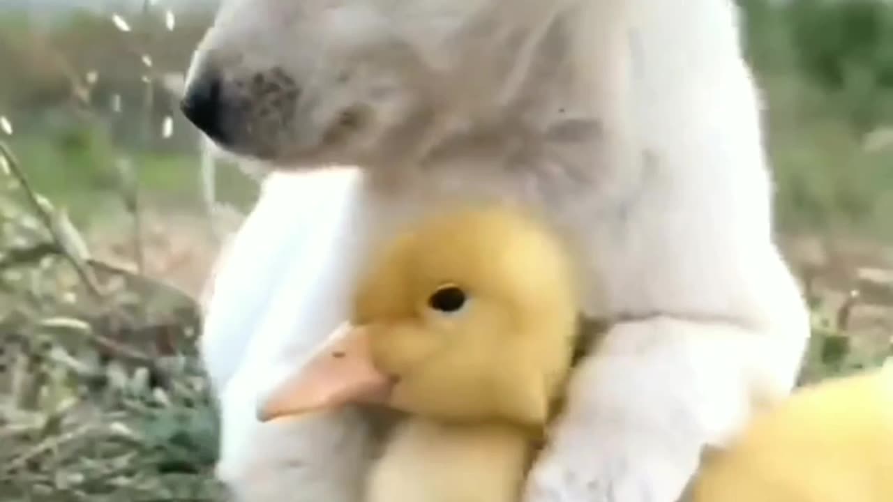 Dog and duck duo