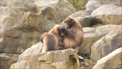 Monkeys Grooming. Picking Lice