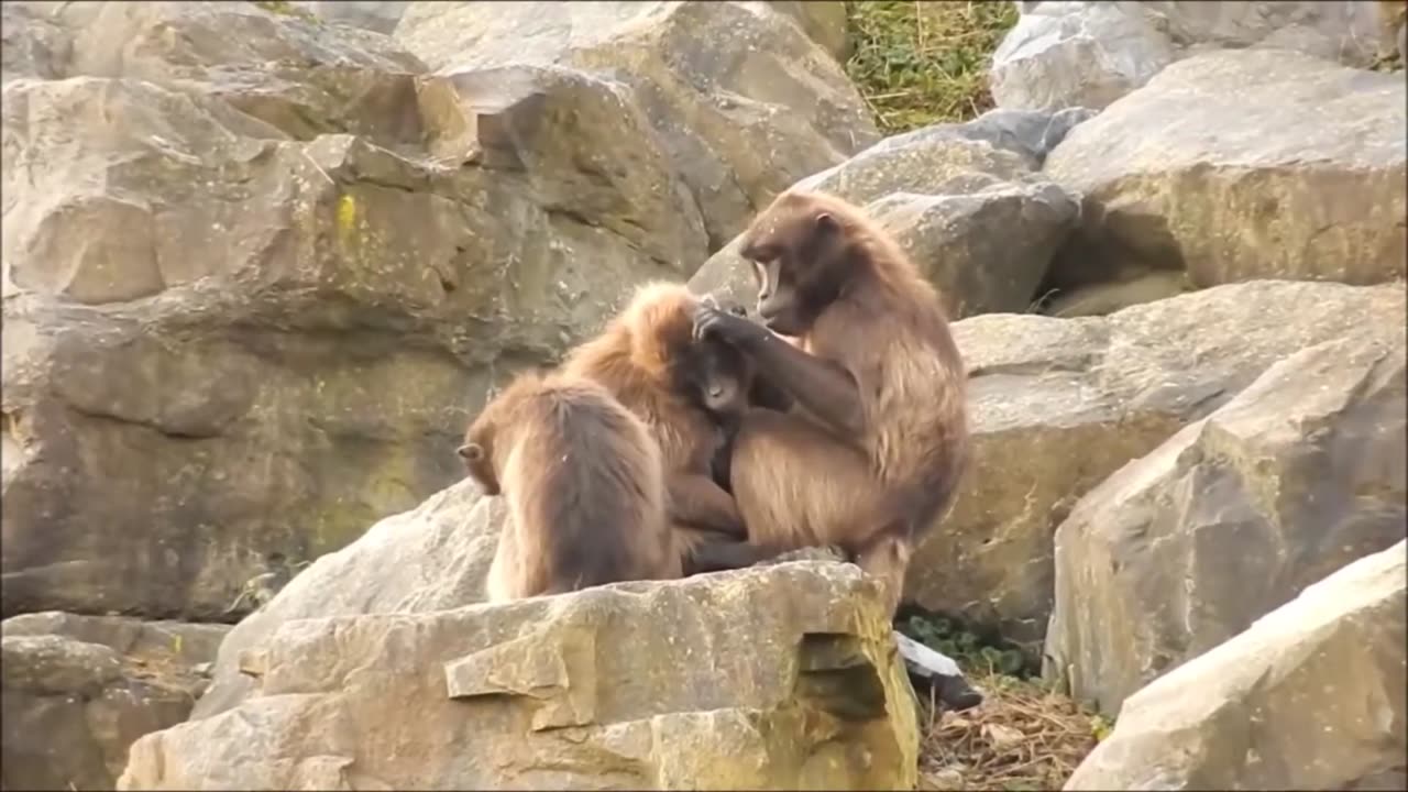 Monkeys Grooming. Picking Lice