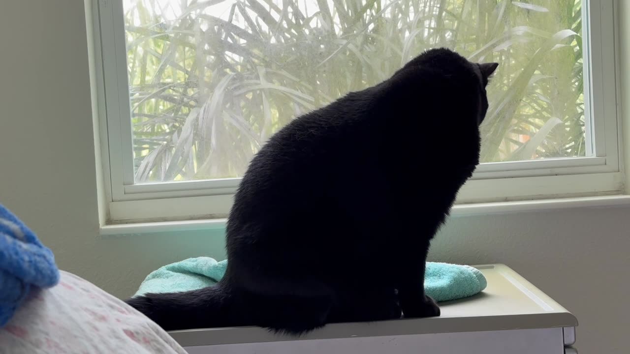 Cute Precious Piper Needs Her Towel Straightened at Her Spa - Adopting a Cat from a Shelter Vlog