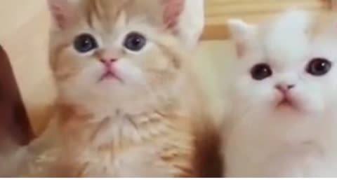 #cutcats #funnycat #MorePets Cute Cat Video | funny pet videos | More Pets