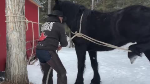 True Canadian Cowboy: Old Faithful Will Get The Job Done🐴