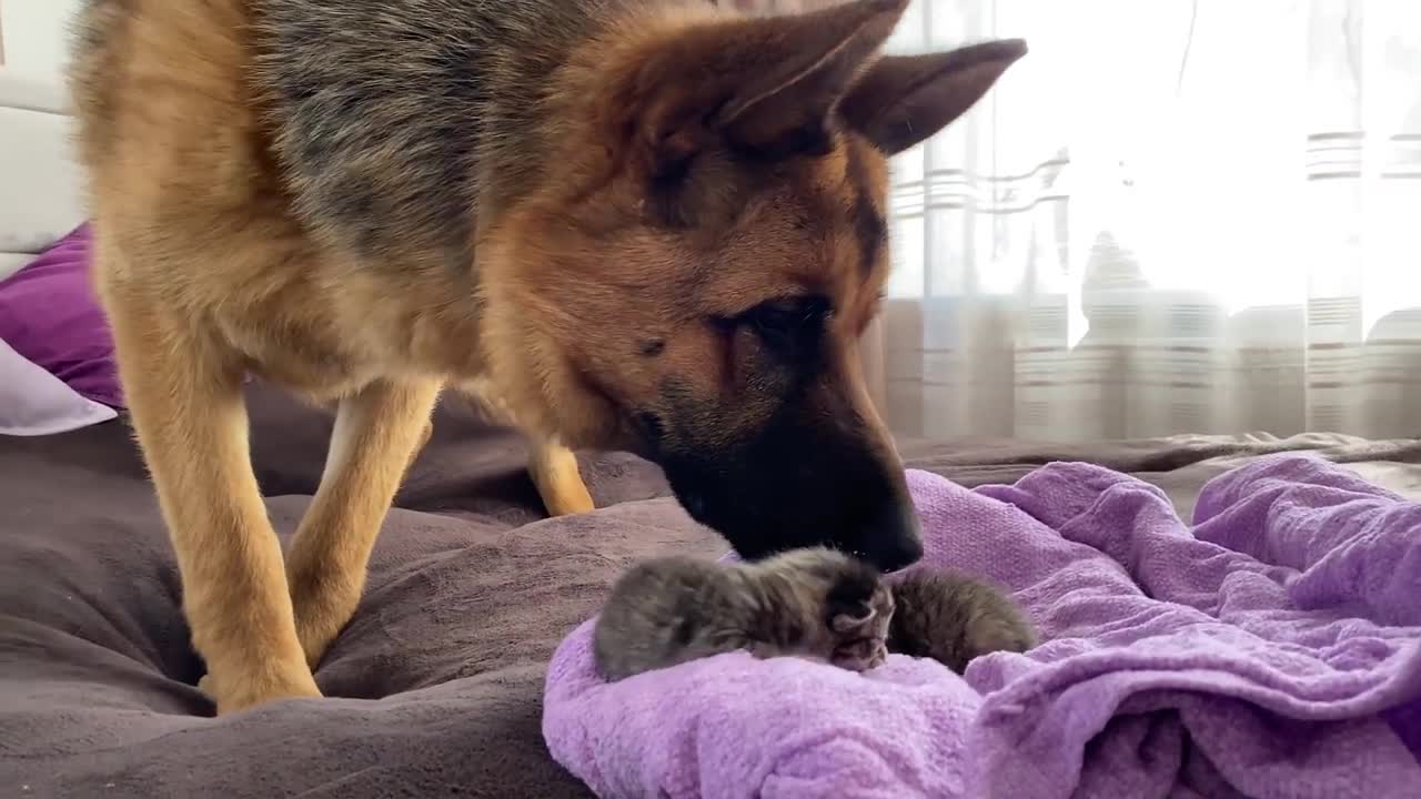 German Shepherd meets newborn kittens