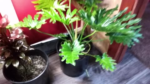 Moving plants in for Winter