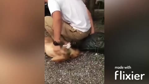 Funniest vedio 2023 of cats and dogs part 1.