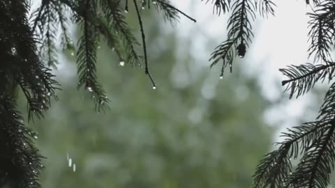 Thunderstorm Rain Sounds for Sleeping or Relaxing