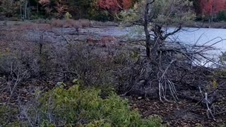 Westminster Pond, London ON #pond #fallseason