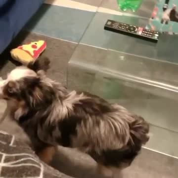 dance dog - top funny dogs dancing to music of all time