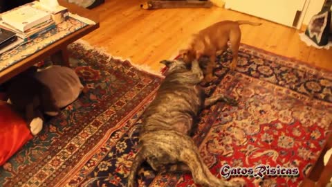 Bulldogs graciosos / Funny bulldogs