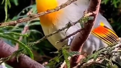 Quran recitation really beautiful