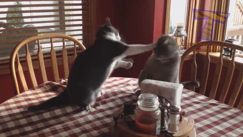 Funny cat