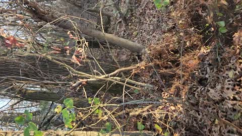 Tomahawk stump bucket