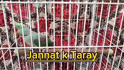 Beautiful raw parrot talking tame 😁