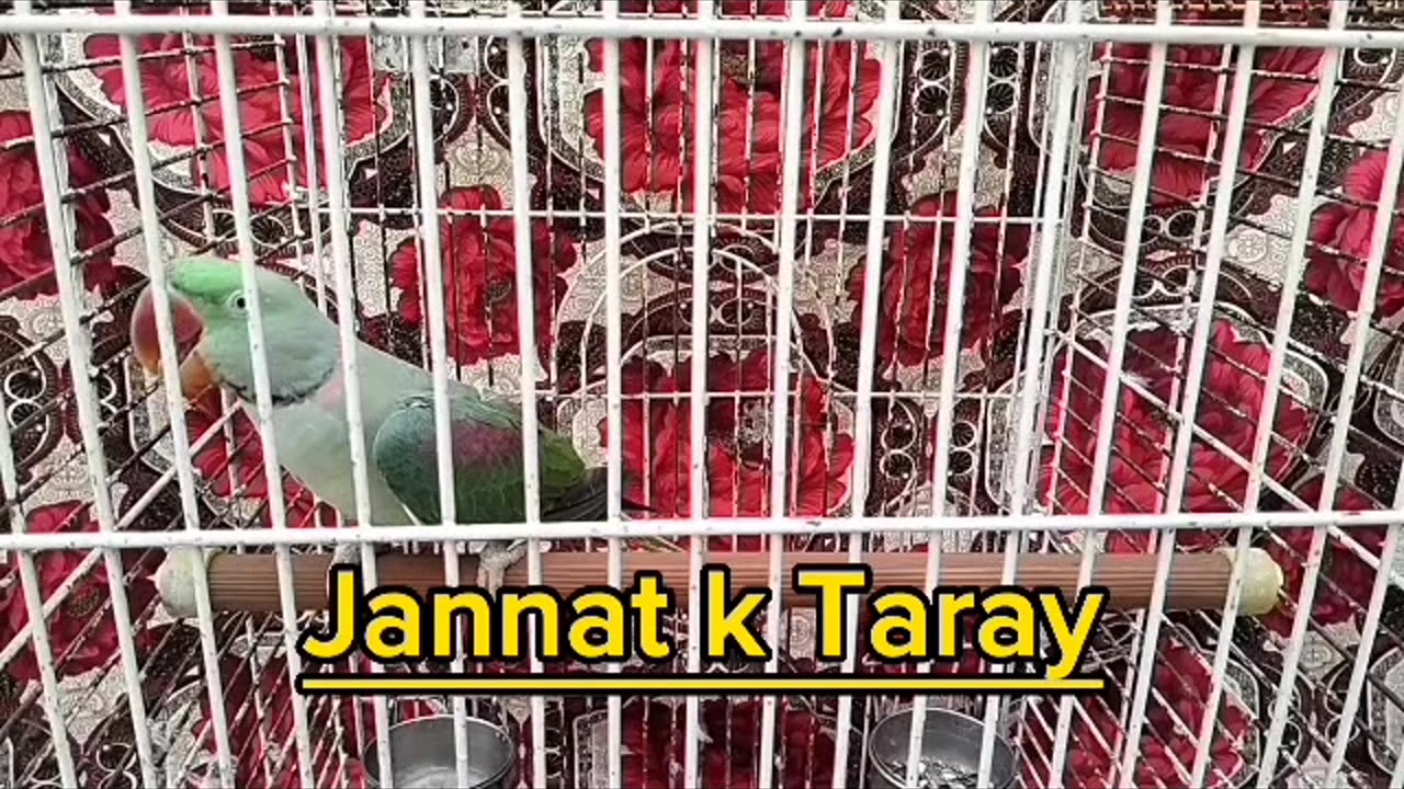 Beautiful raw parrot talking tame 😁