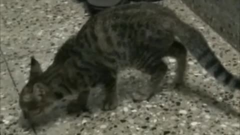 Cat playing with insect l Cat vs insects