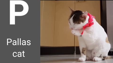 Cute animals Videos Compilation cute moment of the animals - Cutest Animals On Earth