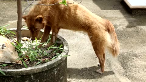 Dog Playing On Robot Vacuum Cleaner