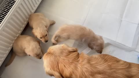 Golden Retriever Dad Meets His 11 Puppies