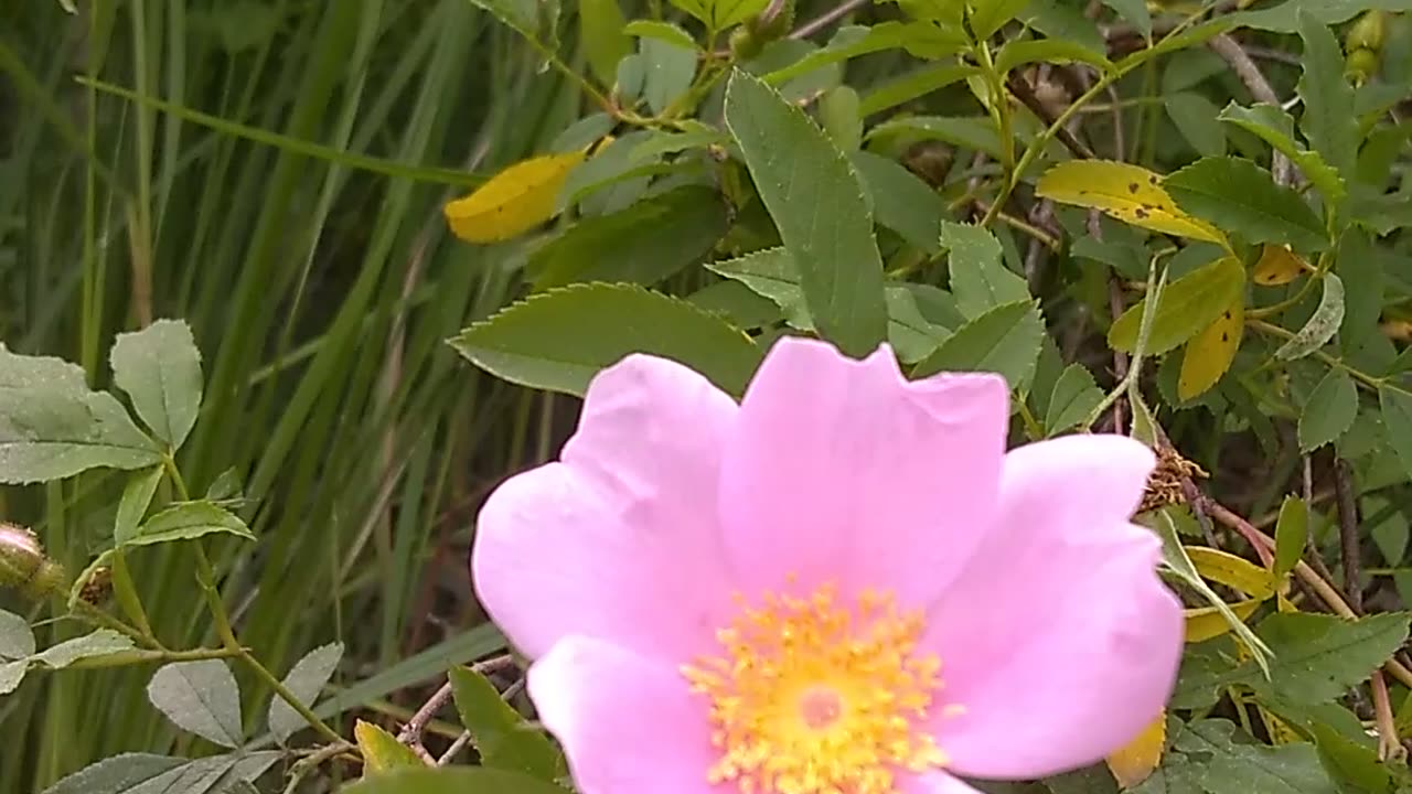 Wild Rose