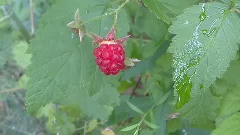 Raspberry