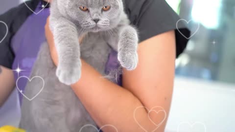 Leisure Time - Little Cat essence Experience