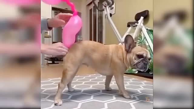 Baby Dogs - Compilation of Cute and Funny Dog Videos