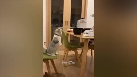 Funny animal Video part 2