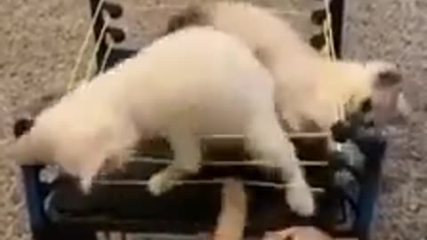 Cat wrestling
