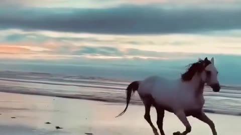 Running horse