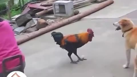 LOL, FUNNY DOG VS ROOSTER