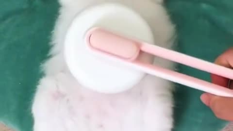 Cute cat!