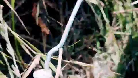 "¡Rescate un animal atrapado en un hueco! 🦎💦" Tercera PARTE