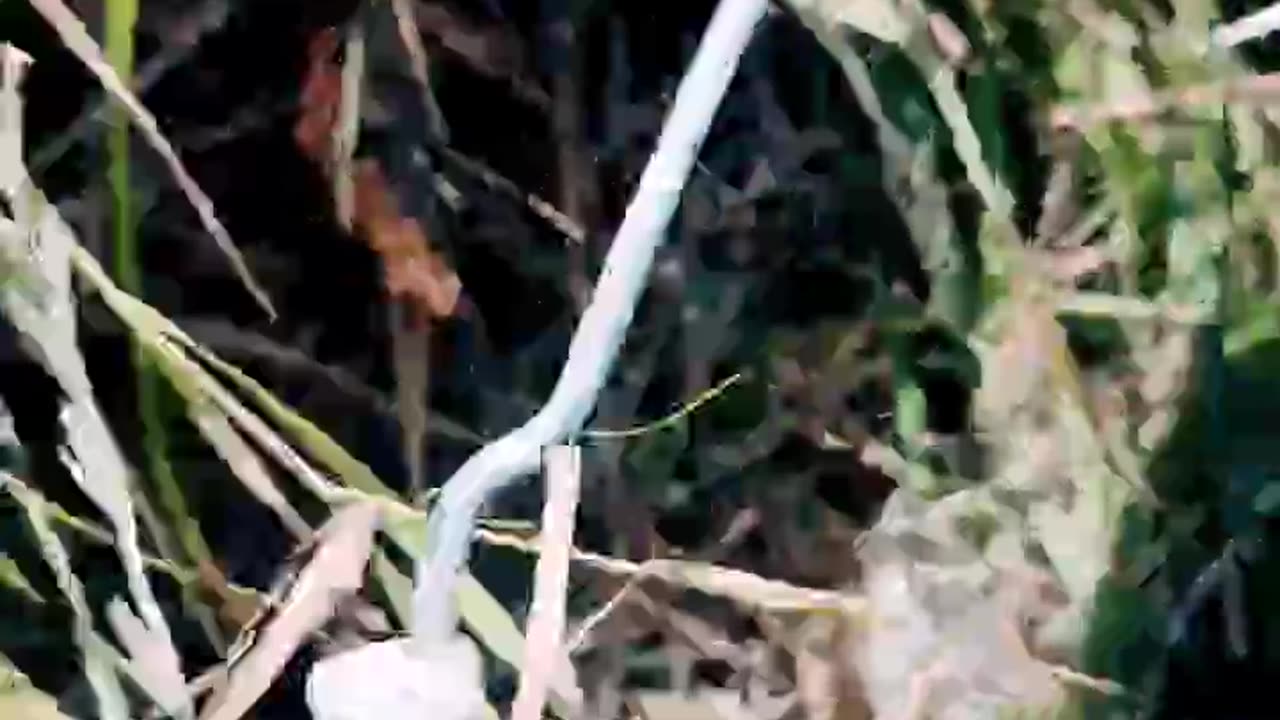 "¡Rescate un animal atrapado en un hueco! 🦎💦" Tercera PARTE